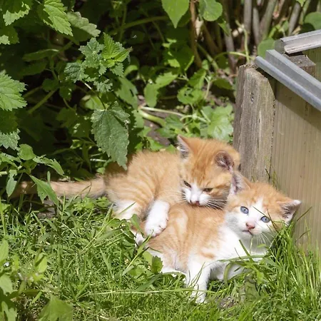 In Mit Garten Und Grill Übersee